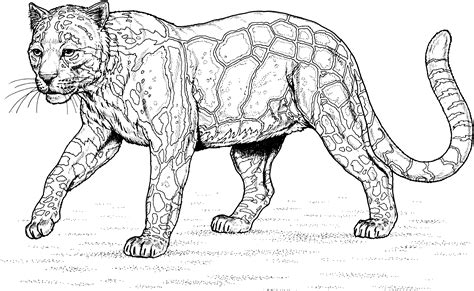 Coloriage Léopard 9780 Animaux Dessin à Colorier Coloriages à