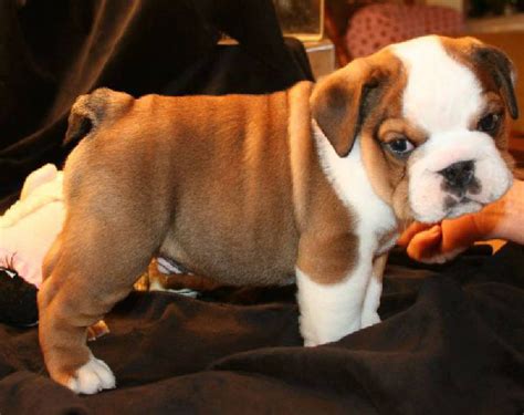 65 English Bulldog Kennels In Georgia Picture Bleumoonproductions