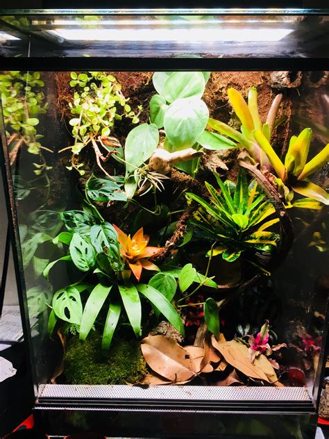 My First Bioactive Terrarium For Crested Gecko X Post From R
