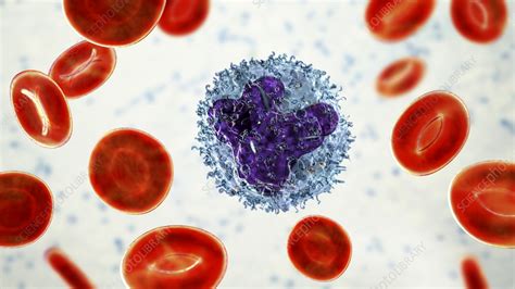 Monocyte And Red Blood Cells Illustration Stock Image F0405120