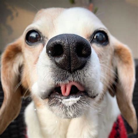 Boop My Nose ®️ On Instagram “boop 👆 📷 Cassiebear919 🐶 Beagle Boopmynose • New Merch Is