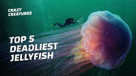 The Top 5 Deadliest Jellyfish Youtube