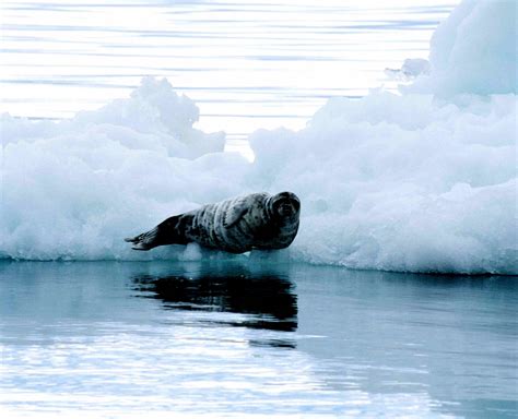 Experts Melting Sea Ice Threatens Walruses Seals Bears