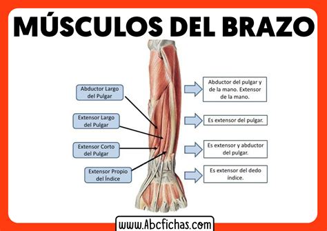 Musculatura Del Antebrazo Abc Fichas