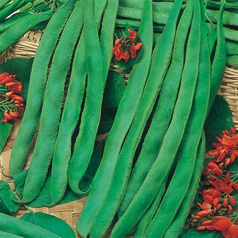 It's interesting that these two beans are so unlike the rest of the bean world yet so much alike. Mr Fothergill's Runner Bean Scarlet Emperor Seeds