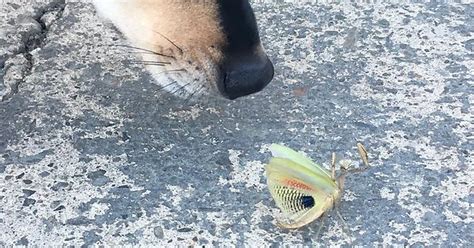 Dog Sniffing Angry Praying Mantis Imgur