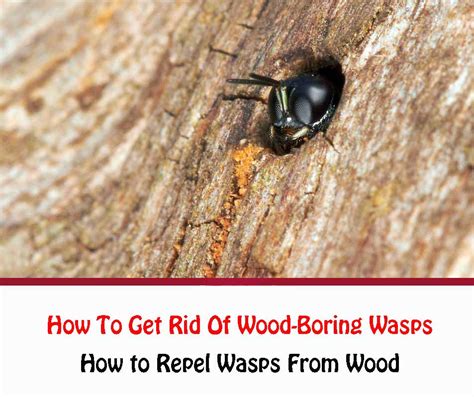 How To Get Rid Of Wood Boring Wasps Naturally