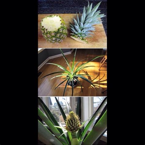 Grow Your Own Pineapple Musely
