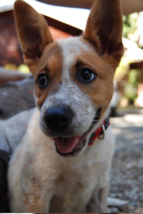 The 12 Best Australian Red Heelers Images On Pinterest