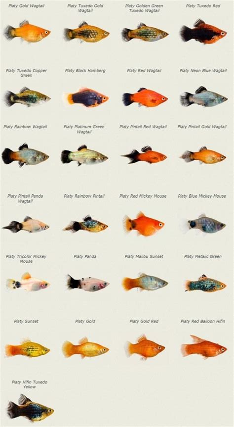 Platy Fish Types My Top Varieties Patterns And Show Stoppers