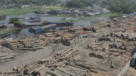 Widespread Logging Threatens The Congo Basins Critical Rainforest