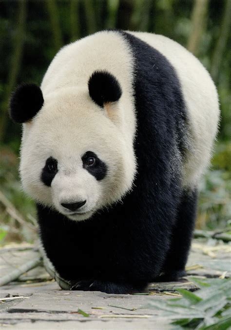 Big Ole Panda Bear They Always Look Slightly Clownish And Totally