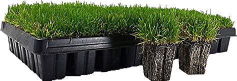 When To Plant Zoysia Grass Seed In Victoria Tx Lawn Care Planner