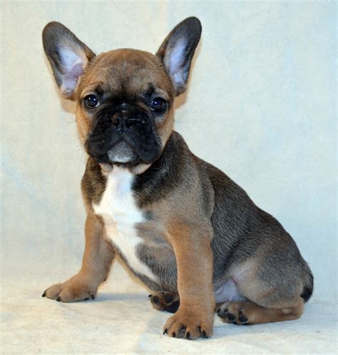 Among the 280 competitors was ruby, one of the. French Bulldogs in Los Angeles