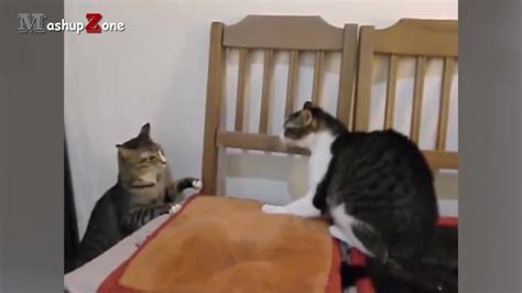 Funny Cats Arguing Cats Talking To Each Other Compilation New Hd