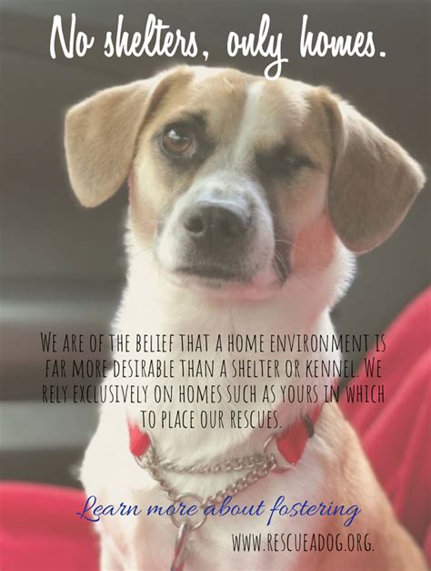 Rescue A Dog Become A Foster