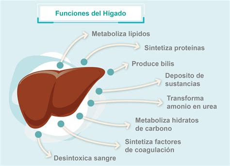 Funciones Del Hígado Roche Pacientes