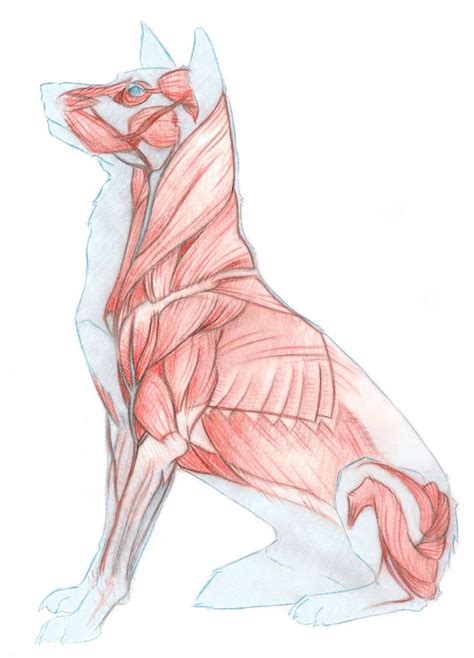 Dog Muscles Dog Anatomy Dog Drawing Animal Drawings