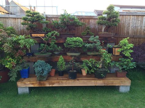 Beautiful Bonsai Display Made By The Husband Display Made With Hollow