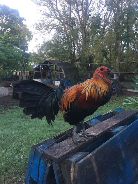 a rooster standing on top of a blue container