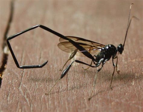 78 Amazing Ichneumon Wasp In House Uk Insectza