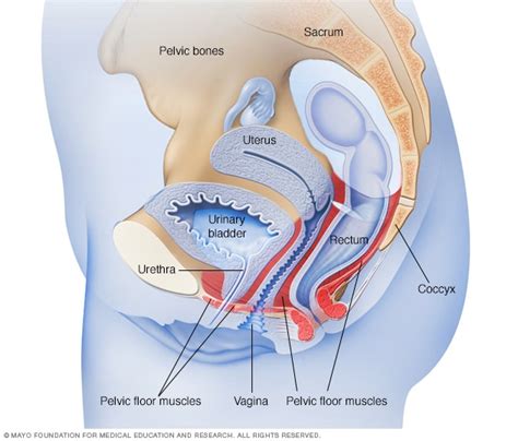 Músculos Del Piso Pélvico En Mujeres Mayo Clinic