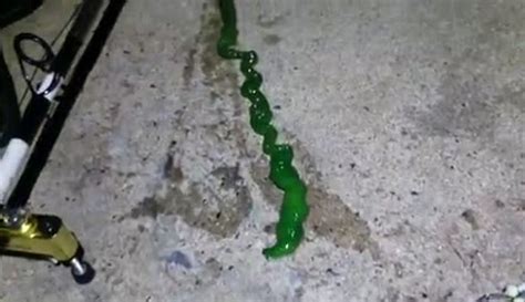 Mystery Slime Snake Baffles Taiwan Locals Daily Mail Online