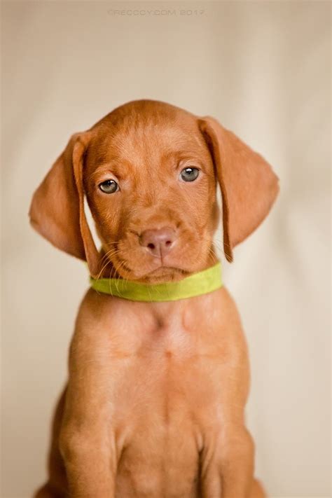 Vizsla Pup Adorable Cute Puppies Dogs And Puppies Doggies