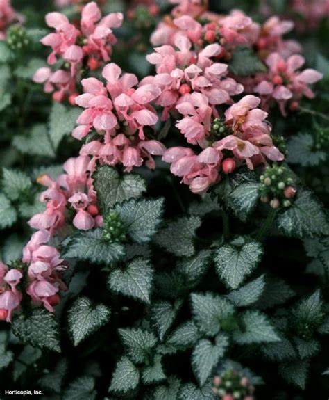 Find ghost spotted dead nettle (lamium maculatum 'ghost') in billings, montana (mt) at canyon creek nursery (deadnettle, creeping lamium) Spotted Dead Nettle (Lamium maculatum 'Pink Pewter ...