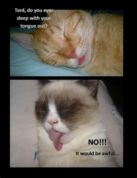 Tard Hates Cute Anything Funny Grumpy Cat Memes