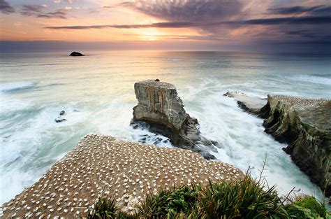 Muriwai Muriwai Gannet Colony Near Auckland Nz What May Flickr