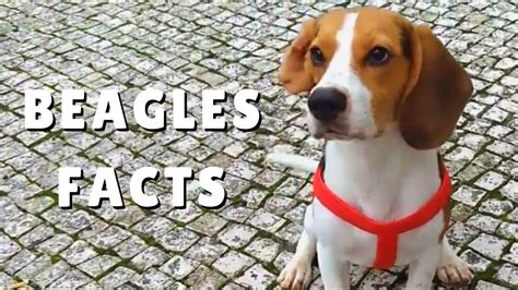 45 History Of The Beagle Breed L2sanpiero