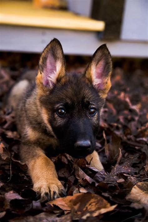 All The Things We All Respect About The Intelligent German Shepherd