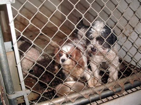 Puppy Mills Animal Legal Defense Fund