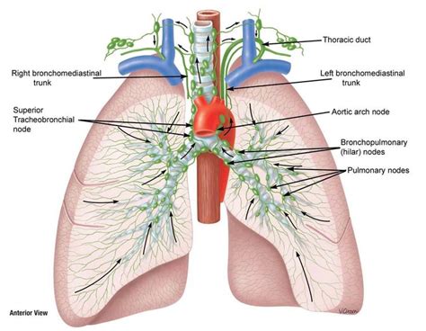 Lymphatics Of Lungs Respiratory System Respiratory Lunges