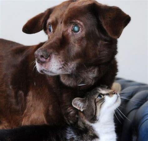 A Seeing Eye Cat For His Blind Canine Friend Lovecats World