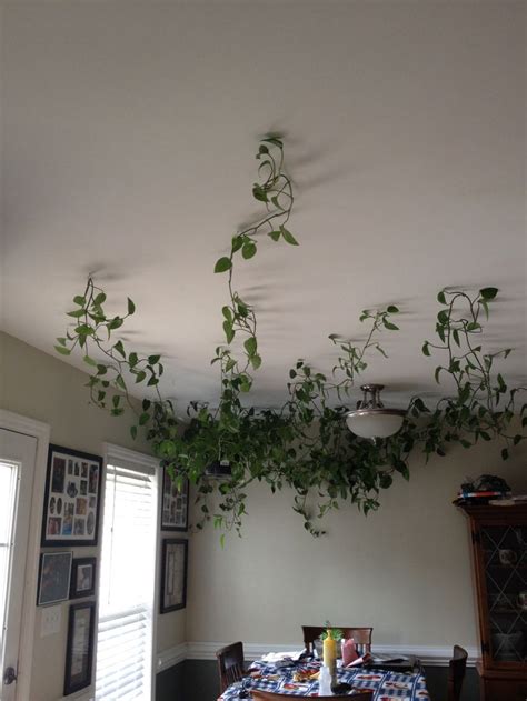 Find & download free graphic resources for hanging ceiling. Hanging vine plants across the ceiling. Use hanging hooks ...