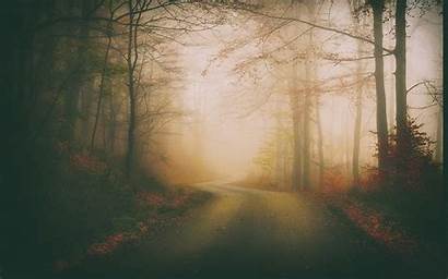 Dark Fall Leaves Landscape Forest Nature Road