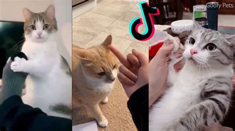 Check spelling or type a new query. Baby Dogs & Cats - Cute and Funny Dog & Cat Videos ...