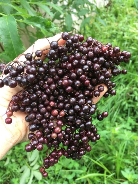 Where To Buy Elderberry Plants Fermina Melendez