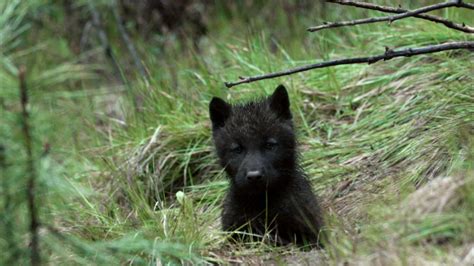 Black Wolf Puppies