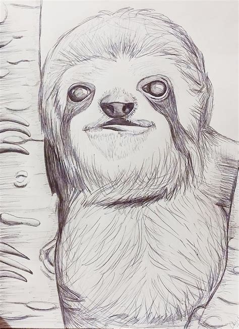 Sloth Sketch Drawing By Ashley Adams Pixels