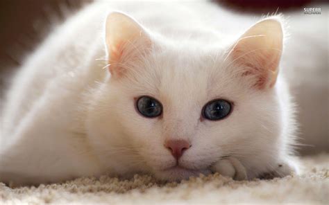 White Cat Wallpapers - Wallpaper Cave