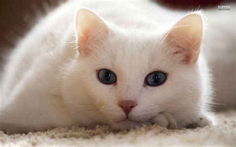 White Cat Wallpapers Wallpaper Cave