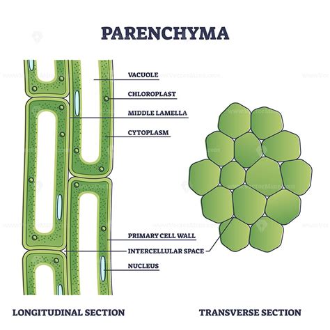 Parenchyma As Ground Filler Tissue For Plant Stem And Roots Outline