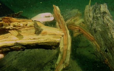 Alabamas 60000 Year Old Underwater Forest Spills Its Secrets In New