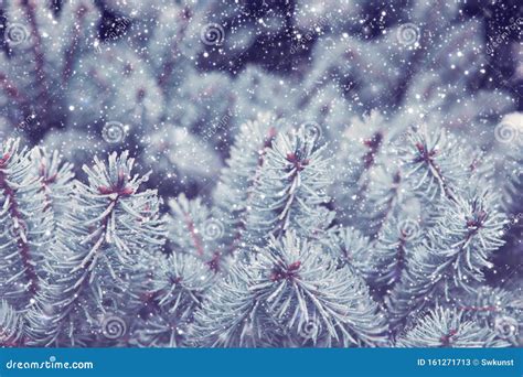 Christmas Background Pine Branches And Snowfall Stock Image Image Of