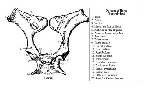Os Coxae Hip Bone Veterinary Anatomy Vetscraft