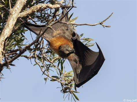 Grey Headed Flying Fox Photos Photographs Pictures