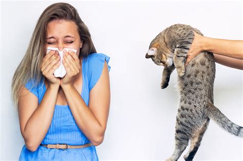 Home Remedies For Cat Allergy Effective Solutions